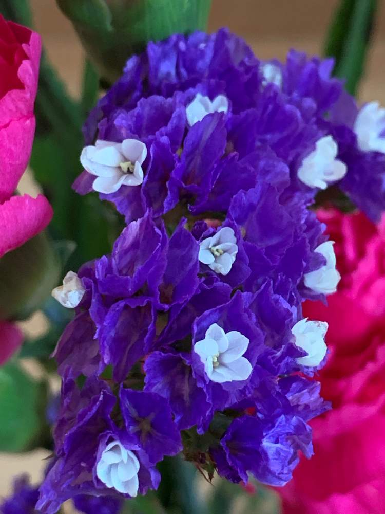 スターチスの投稿画像 By ナオッチさん アレンジフラワーと花瓶と花のある暮らしと花瓶の花と切り花 19月10月1日 Greensnap グリーンスナップ