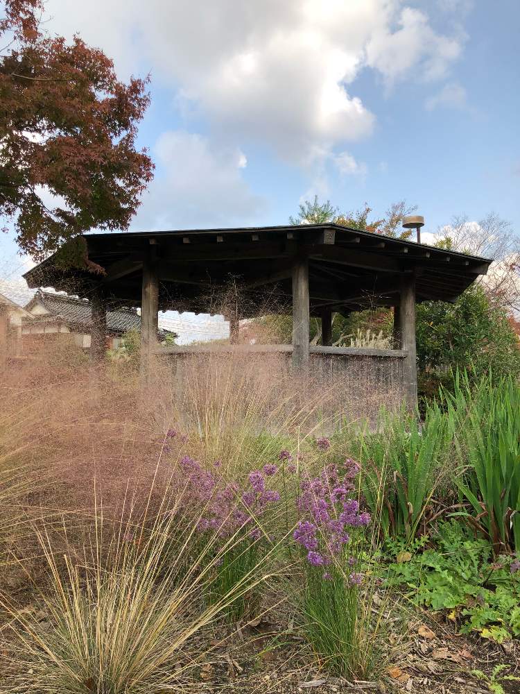 ミューレンベルギア カピラリスの投稿画像 By Cantabileさん 19月10月1日 Greensnap グリーンスナップ