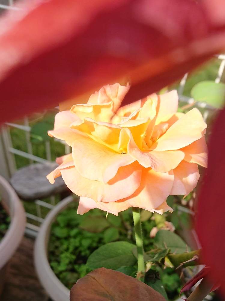 小さな庭の画像 by なぁさんさん | 小さな庭と花のある暮らしと薔薇.ブラスバンド