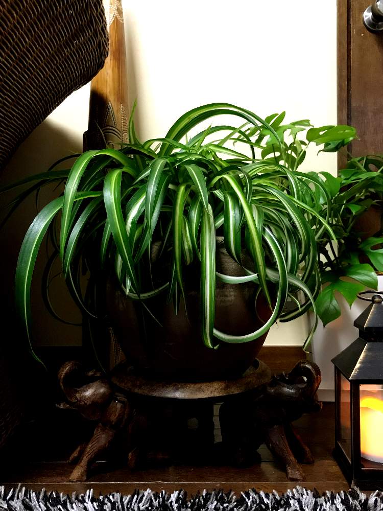 オリヅルラン ボニーの投稿画像 By Junさん 観葉植物とgs映えと癒しの空間と植中毒と可愛いと斑入り とインテリアグリーンとオリヅルラン勝手に実験中 19月10月1日 Greensnap グリーンスナップ