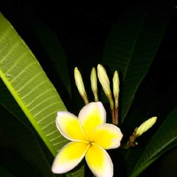 ハワイからやって来たの画像 by Hau‘oli〰さん | 開花とHawaiiとハワイからやって来たと沖縄とハワイが恋しくてとつぼみと今日の一枚とプルメリア ハワイアンイエローとハワイと花のある暮らし