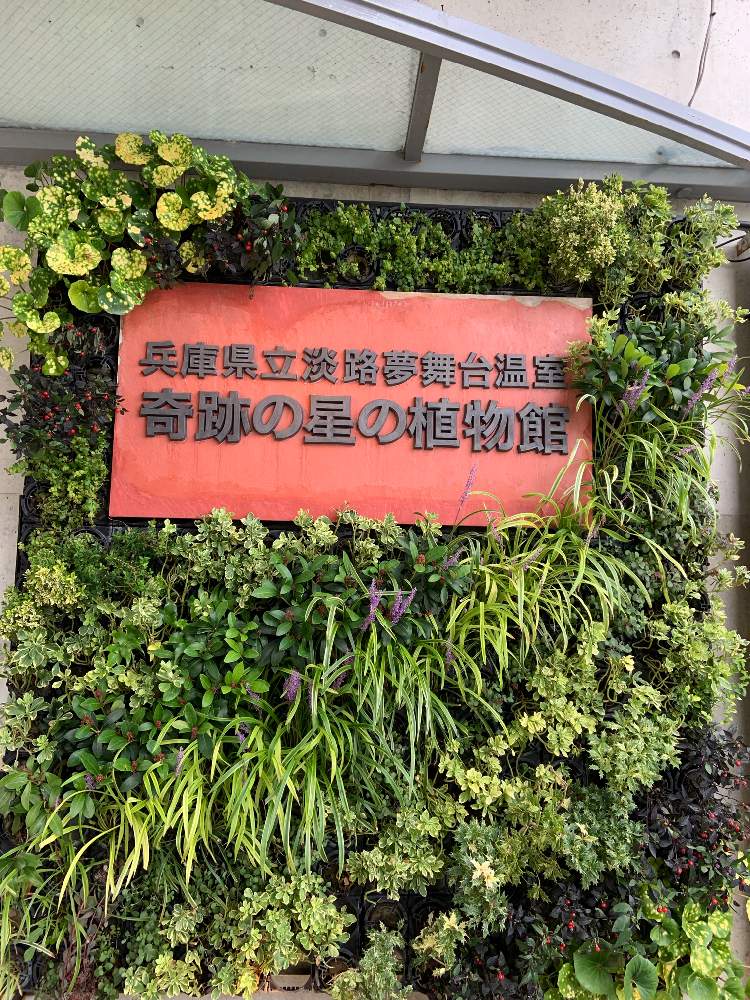兵庫県立淡路夢舞台温室 奇跡の星の植物園 Greensnap グリーンスナップ
