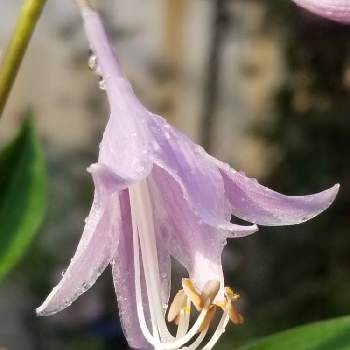 細葉岩ギボウシの投稿画像一覧 Greensnap グリーンスナップ