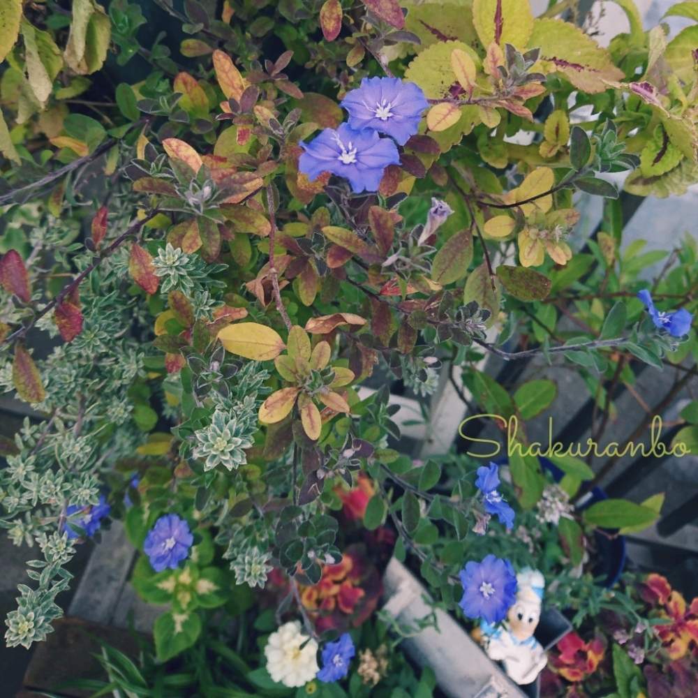 アメリカンブルーの投稿画像 By しゃくらんぼさん コリウスとウェストリンギアと寄せ植えと花のある暮らしと紅葉 こうよう 19月10月2日 Greensnap グリーンスナップ