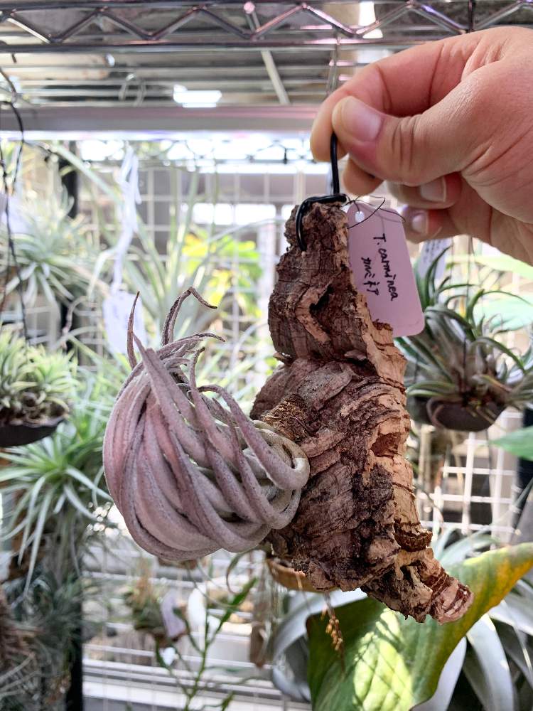 Tillandsia carminea チランジア カルミネア ティランジア Tillandsia carminea チランジア カルミネア ティランジア