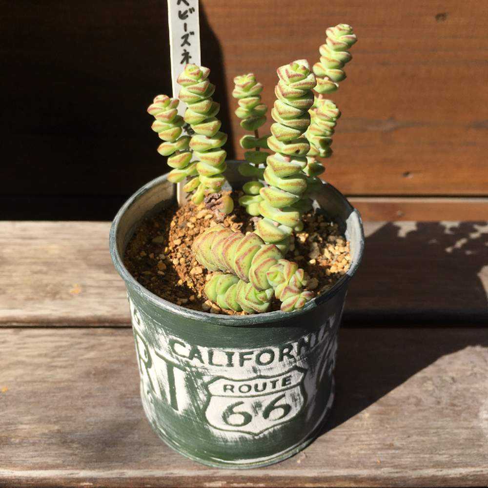 ベビーズネックレス成長記｜🍀GreenSnap（グリーンスナップ）