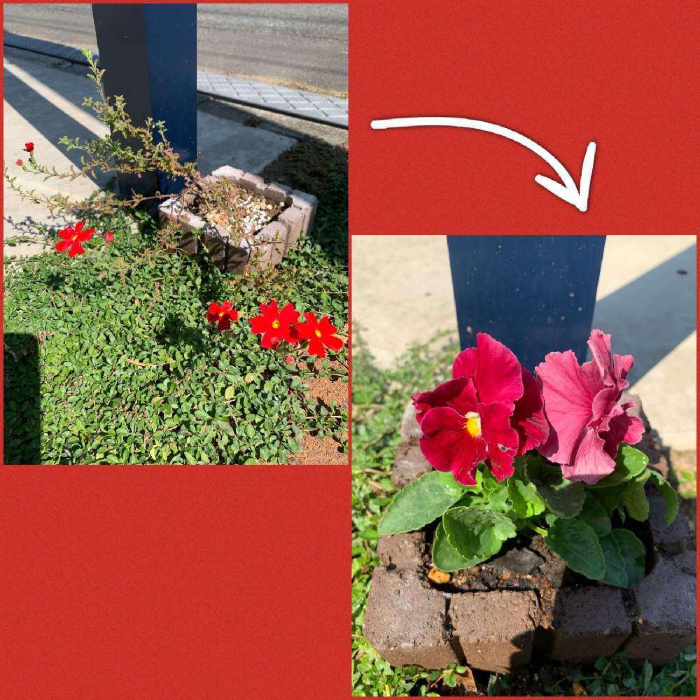 パンジーの投稿画像 By サニーさん サンブリテニア スカーレットときれいと赤い花と小さい花と花のある暮らしとかわいいとお花 19月10月2日 Greensnap グリーンスナップ