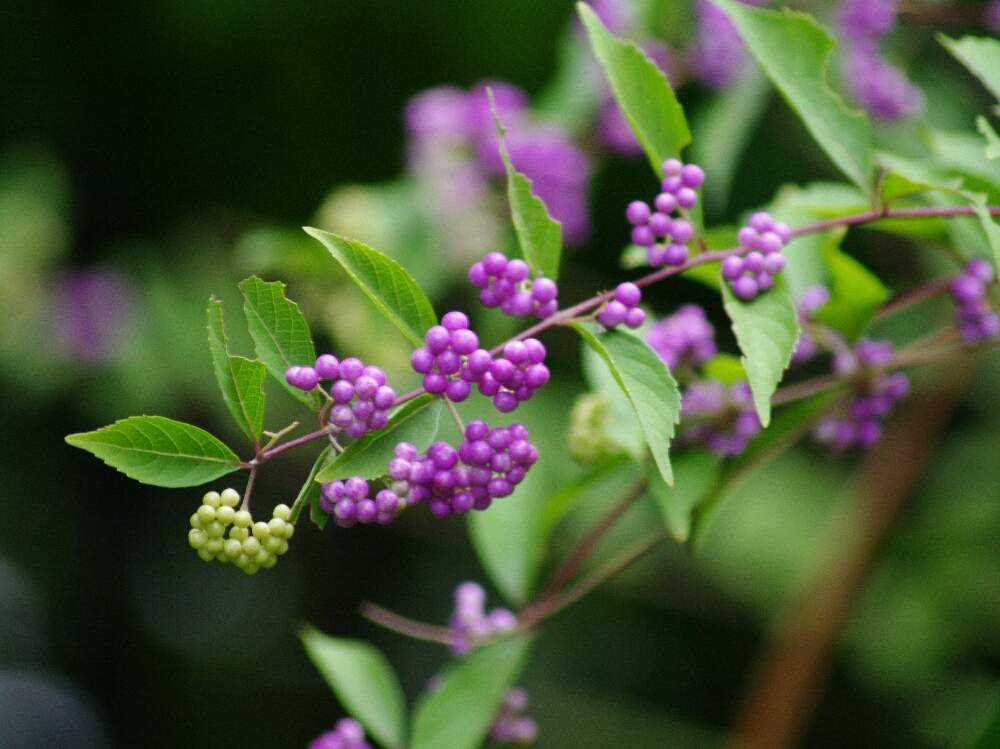 板橋区立赤塚植物園 9月 10月 Greensnap グリーンスナップ