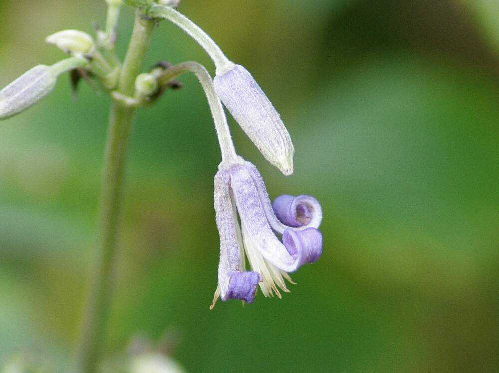 板橋区立赤塚植物園 9月 10月 Greensnap グリーンスナップ