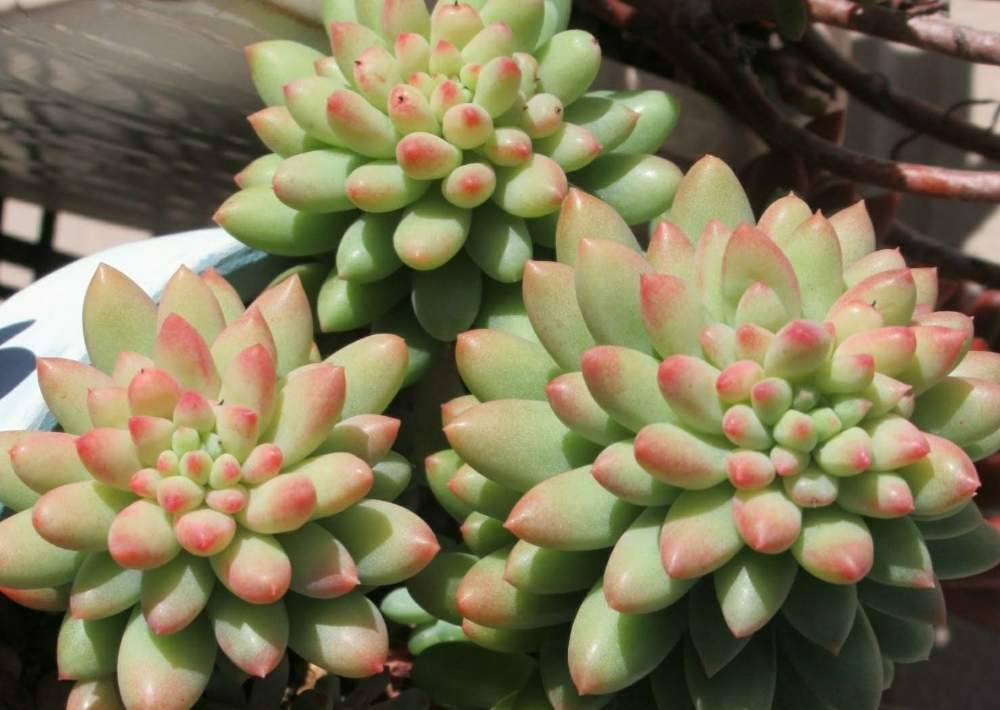 ピンクベリーの紅葉と成長 Greensnap グリーンスナップ