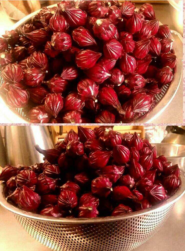 ハイビスカス・ローゼルjam 2019｜🍀GreenSnap（グリーンスナップ）