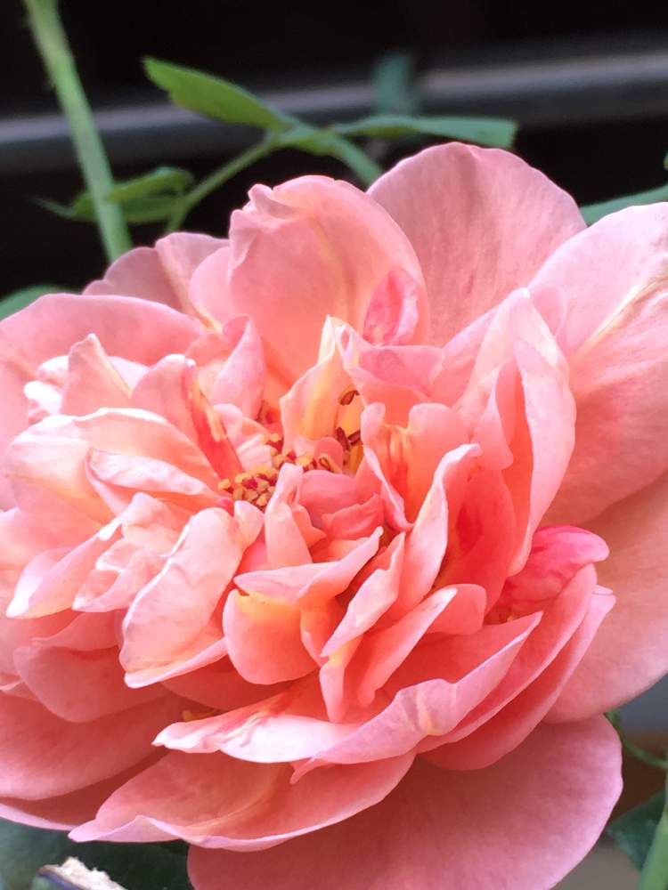 ボスコベルの投稿画像 By ばら喜知さん Erボスコベルとイングリッシュローズ ボスコベルとバラ ボスコベルとデービッドオースチンとバラ ボスコベルとiphone6sとgreen Green Greenとデービッドオースチンローズと花のある暮らしとgreenとgreen Up とiphone撮影 19月10