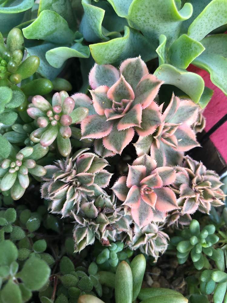 夏越しの投稿画像 By ゆみーごさん 多肉中毒と多肉植物と多肉箱庭と吸い込まれそうと寄せ植えと紅葉する多肉ときれいと可愛い多肉ちゃん と素晴らしいと 多肉女子と多肉花壇と可愛すぎる とタニラーと可愛いと癒し と自己満足の世界とジャングル化 19月10月2日