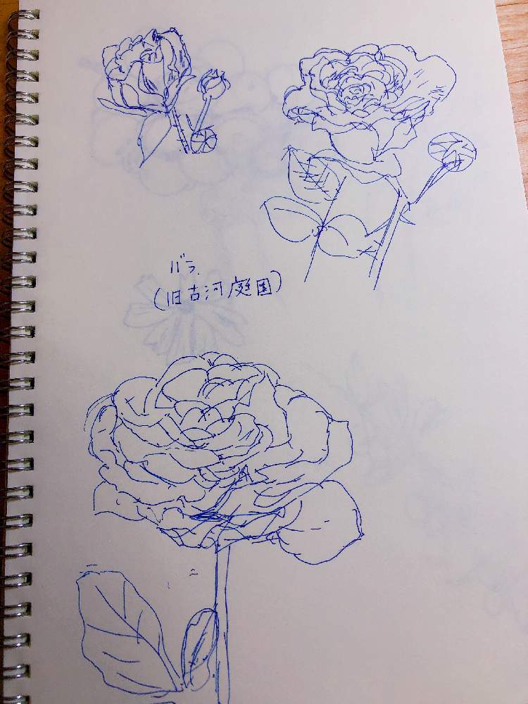 バラの投稿画像 By ジョージーさん イラストと花のある暮らし 19月10月2日 Greensnap グリーンスナップ