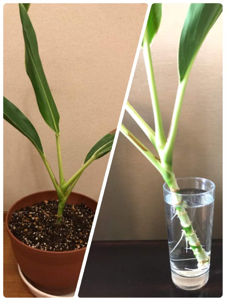 コルジリネの投稿画像 By 花華さん 観葉植物と頂き物 19月10月2日 Greensnap グリーンスナップ