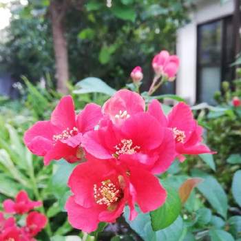 咲き乱れるの画像 by リリーさん | お出かけ先と通りがかりの花と赤い花❤と環境美化活動と実りの秋と花咲く街角と色鮮やかな花と秋風と爽やかとひそやかにと花のある暮らしと素敵!と咲き乱れる