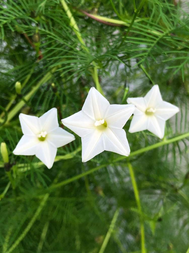 ルコウソウの投稿画像 By ポルルンさん つる性植物と白い花と花のある暮らしと星形のお花 19月10月3日 Greensnap グリーンスナップ