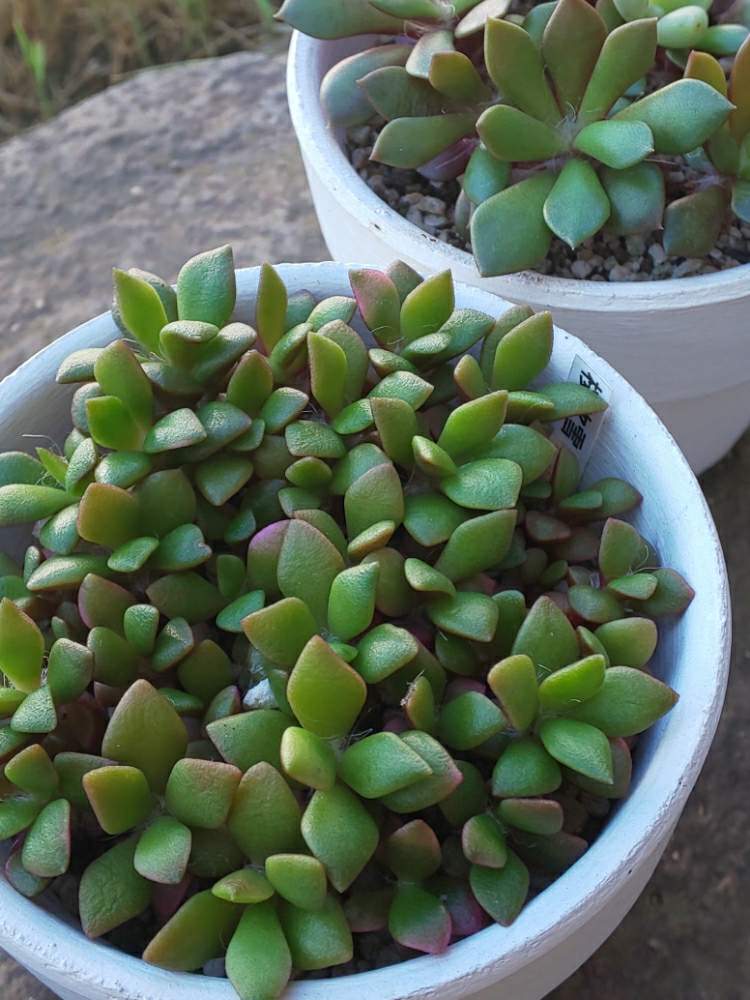 桜吹雪の投稿画像 By たっちんさん 春夢殿と多肉植物とたっちんの桜吹雪とアナカンプセロス 属と多肉のある暮らしと実生の日と多肉ラボ C と花のある暮らしとたっちんの春夢殿 19月10月3日 Greensnap グリーンスナップ