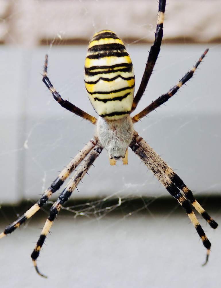 ナガコガネグモの投稿画像 By ねこたんぽさん 自然と虫シリーズと季節感 19月10月3日 Greensnap グリーンスナップ