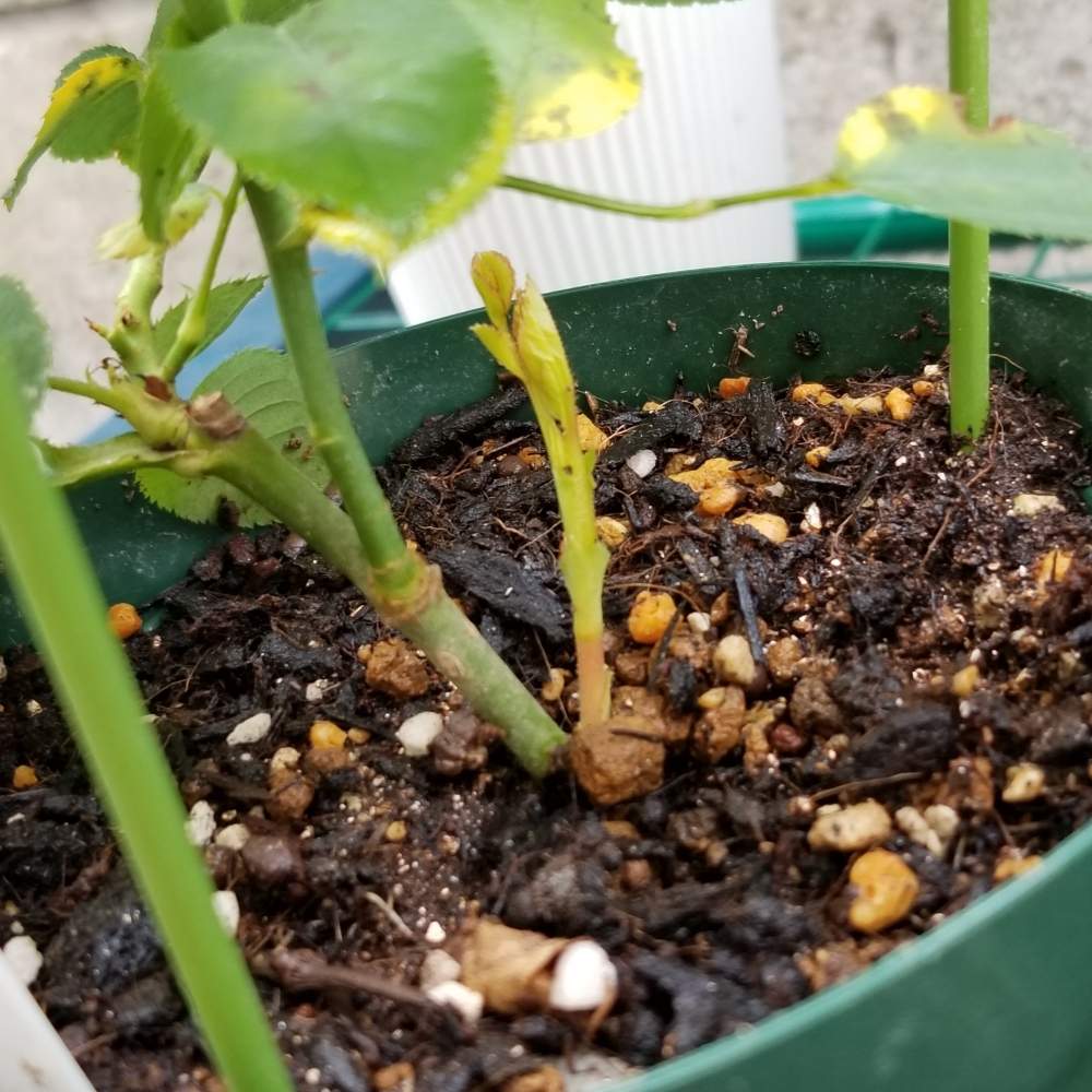 バラ 挿し木苗 ノヴァ〜栗鼠 暑いので速達料金込み - 植物/観葉植物