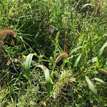 ムラサキエノコロの画像 by あしにあいさん | お出かけ先とムラサキエノコロと道端の草花とかわいい雑草