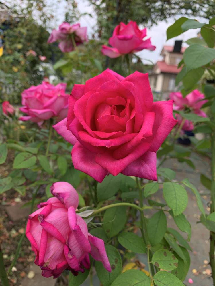 バラパローレの投稿画像 By ミキさん ガーデニングと花のある暮らしと今日の１枚とばら バラ 薔薇 19月10月3日 Greensnap グリーンスナップ