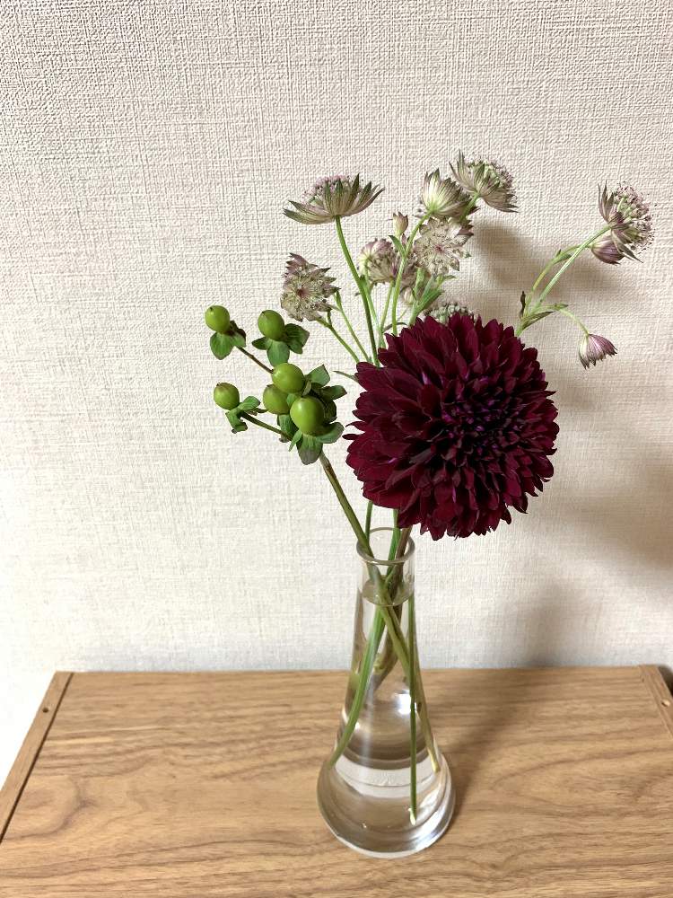 ダリアの投稿画像 By Chihoさん ヒペリカムとアストランチアとダリア ポンポンショコラとお花屋さんと花のある暮らし 19月10月3日 Greensnap グリーンスナップ