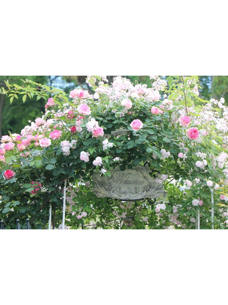 薔薇ポールズ ヒマラヤン ムスクの投稿画像 By Jujuさん つるヒストリーと薔薇 と花のある暮らしとバラが好きとバラと暮らす 19月10月3日 Greensnap グリーンスナップ