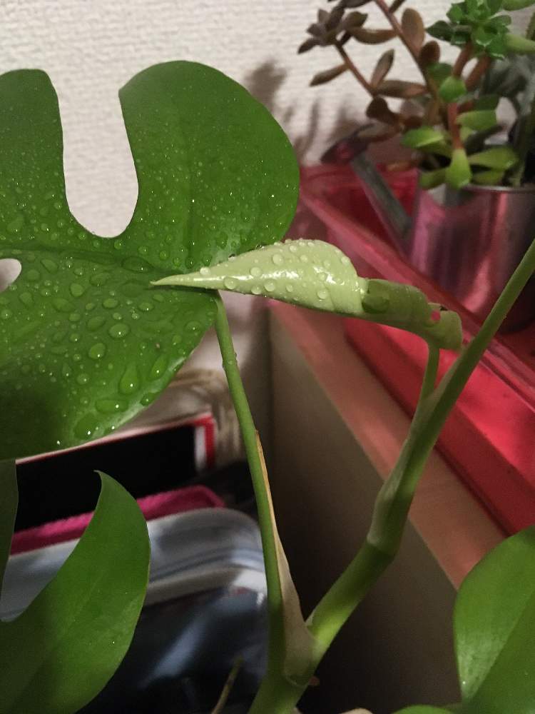 ヒメモンステラの投稿画像 By いづさん 癒しの観葉植物 19月10月3日 Greensnap グリーンスナップ