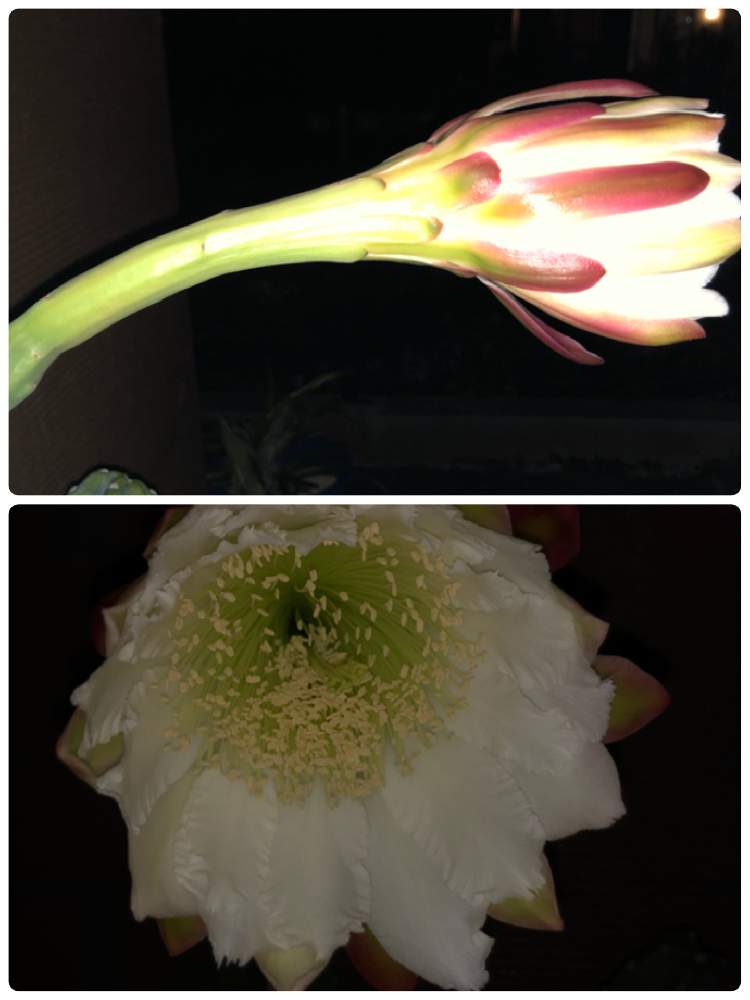 柱サボテン 鬼面角の投稿画像 By ぬうはパインさん サボテン科と花のある暮らしと夜咲く花と 白い花とみどりのまとめ 19月10月3日 Greensnap グリーンスナップ