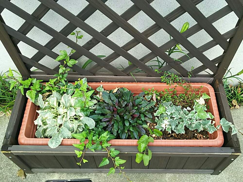 アイビーの投稿画像 By ツル植物だらけの庭さん アジュガ チョコレートチップとアジュガ ピンクライトニング 19月10月3日 Greensnap グリーンスナップ