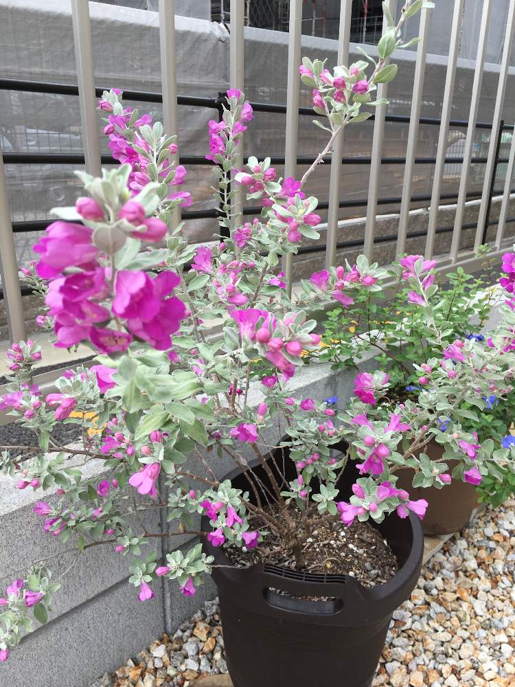 玄関の投稿画像 By Tomoさん 南向き配置をゲット とピンクの花とレウコフィルム と鉢植えと花のある暮らしとシルバーリーフと南向き配置をゲット と ピンクの花とレウコフィルム と鉢植えと花のある暮らしとシルバーリーフ 19月10月4日 Greensnap グリーン