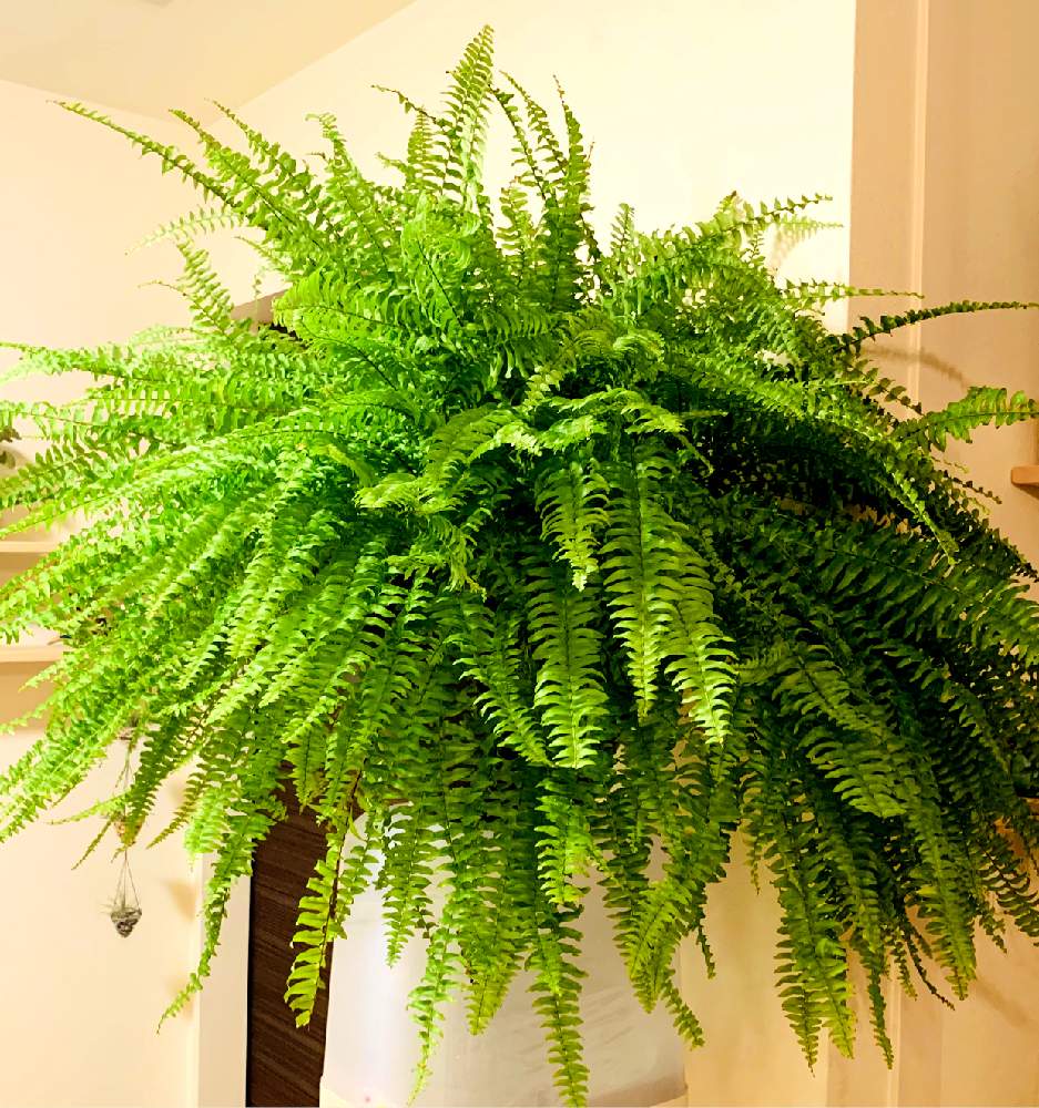 ネフロレピス ボストンファーンの投稿画像 By Asucatさん 観葉植物とセラミスと室内栽培と室内ジャングル化とシダ植物と部屋とタマシダ と 西洋タマシダとネフロレピス属と観葉植物とセラミスと室内栽培と室内ジャングル化とシダ植物とタマシダ と西洋タマシダと