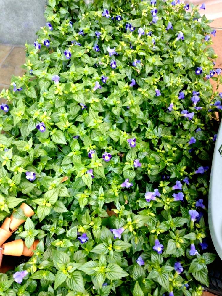 花のある暮らしの投稿画像 By ライラックさん スミレ色のトレニア 19月10月4日 Greensnap グリーンスナップ