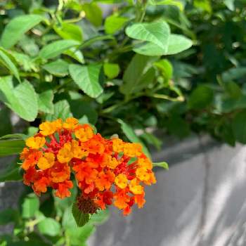 新鮮な花 言葉 協力 最高の花の画像