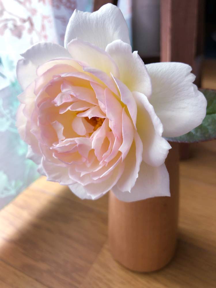 バラ ボレロの投稿画像 By ふうかさん いい香りと癒されると花のある暮らしとバラ ミニバラ 19月10月4日 Greensnap グリーンスナップ
