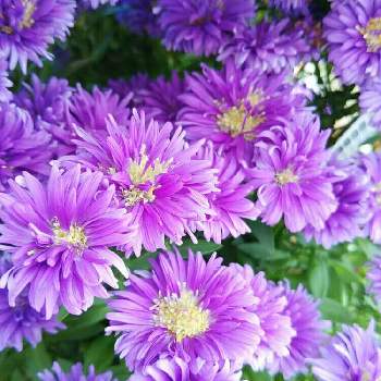 綺麗な紫♡の画像 by ゆめ☆さん | お出かけ先と八重咲き孔雀アスターと花のある暮らしと秋色と綺麗な紫♡と素敵な１日