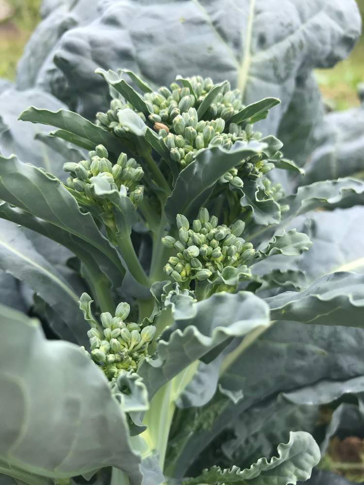 ブロッコリーの投稿画像 By ひめだかさん 畑の植物とサラダと食用と地植えとアブラナ科と散歩中 19月10月4日 Greensnap グリーンスナップ