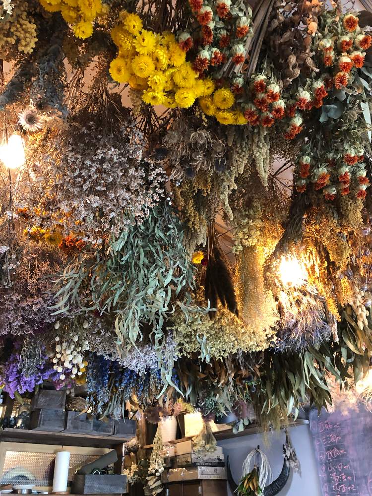 ドライフラワーの投稿画像 By ひまわりさん お出かけ先と花や蔦ひつじとドライフラワーと花や蔦ひつじ 19月10月4日 Greensnap グリーンスナップ Greensnap グリーンスナップ