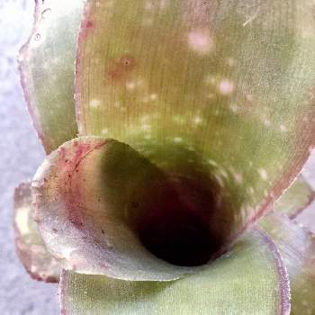ビルベルギア・テキーラサンセットの画像 by 花生芽−かなめ−さん | 玄関とビルベルギア・テキーラサンセットと観葉植物とブロメリアとタンク系と名前を教えてくださいとアナナスと花のある暮らしとタンクブロメリアとビルベルギア属