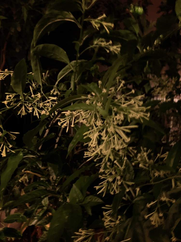 夜香る花の投稿画像 By Mashpotaoさん 香の花 と花のある暮らしと白い花と夜咲く花とナイトジャスミンと夜香木 と夜香木 と夜香る花と香の花 と 花のある暮らしと白い花と夜咲く花とナイトジャスミンと夜香木 と夜香木 19月10月4日 Greensnap グリーン