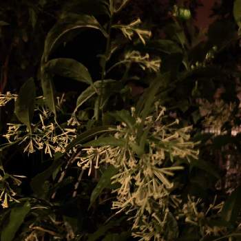 夜香る花の投稿画像一覧 Greensnap グリーンスナップ