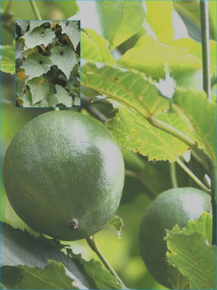 キカラスウリ 黄烏瓜 の投稿画像 By やまちゃんさん キュンキュン乙女倶楽部と山奥にて撮影とキカラスウリの実 と山野草と山野草大好き協会と林道沿いと花のある暮らしとお出かけ先とキュンキュン乙女倶楽部と山奥にて撮影とキカラスウリの実と山野草と山野草大好き協会と