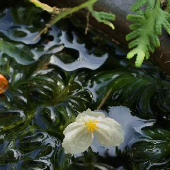 アナカリスの花の投稿画像一覧 Greensnap グリーンスナップ