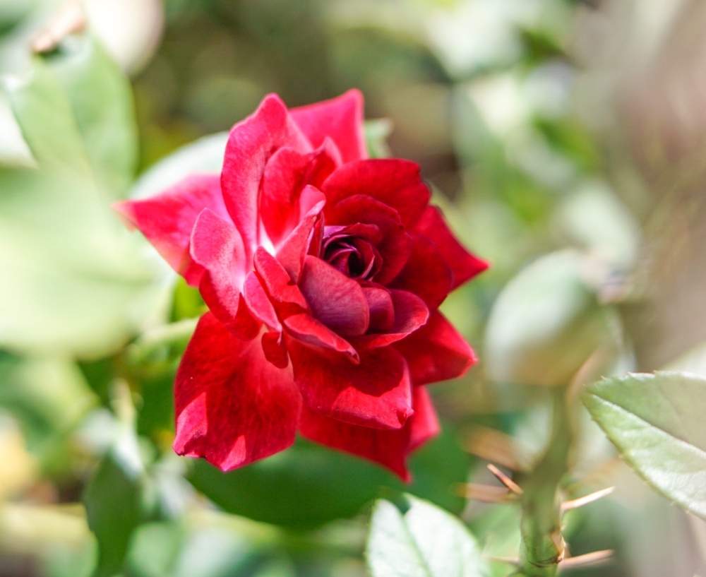バーガンディ アイスバーグの投稿画像 By Rigolaさん 薔薇とバーガンディアイスバーグと赤い花と四季咲きと花のある暮らしとシュラブローズとバラ ミニバラ 19月10月5日 Greensnap グリーンスナップ