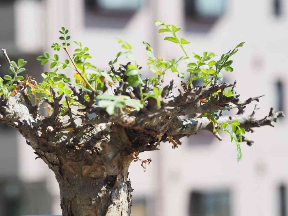 コミフォラ SP. ピンネイトリーブスの一覧｜🍀GreenSnap（グリーン