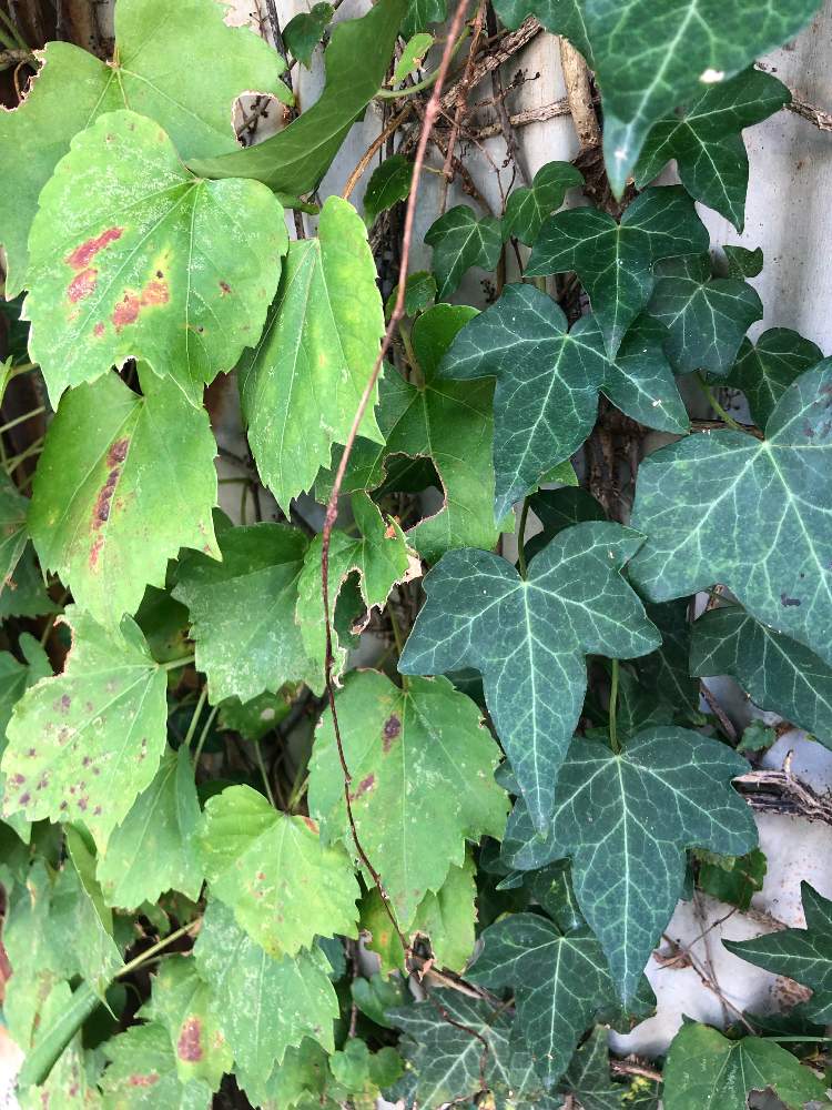 セイヨウキヅタの投稿画像 By Tkmhさん ツタ ナツヅタ 19月10月5日 Greensnap グリーンスナップ