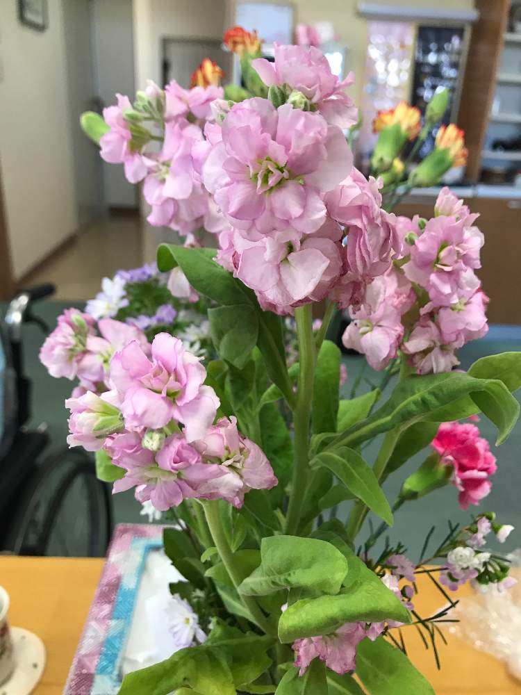 八重咲きストックの投稿画像 By けーちんさん 19月10月5日 Greensnap グリーンスナップ