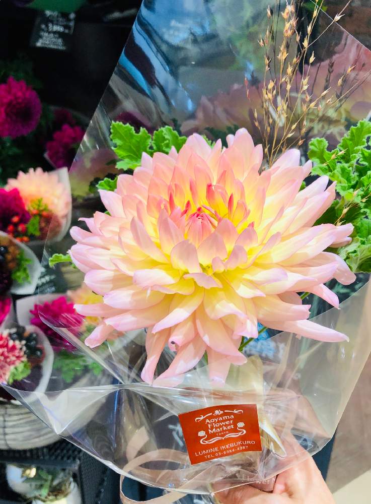 ダリアの投稿画像 By くるみさん 大好きと青山フラワーマーケットとキュンキュン乙女倶楽部 19月10月5日 Greensnap グリーンスナップ ダリアの投稿画像 By くるみさん 大好きと青山フラワーマーケットとキュンキュン乙女倶楽部 19月10月5日 Greensnap グリーンスナップ