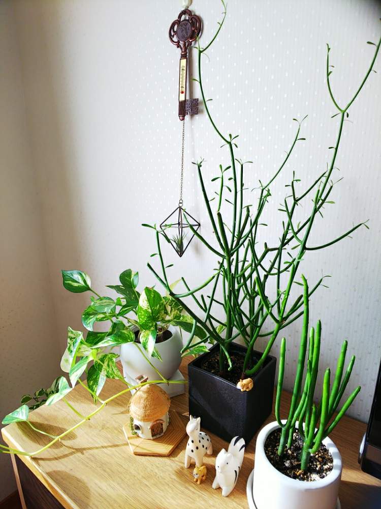 ポトスの投稿画像 By Tomopiさん ミルクブッシュとカウボーイブッシュとフィギュアと多肉植物と観葉植物とマダガスカルとエアープランツ チランジア 19月10月5日 Greensnap グリーンスナップ